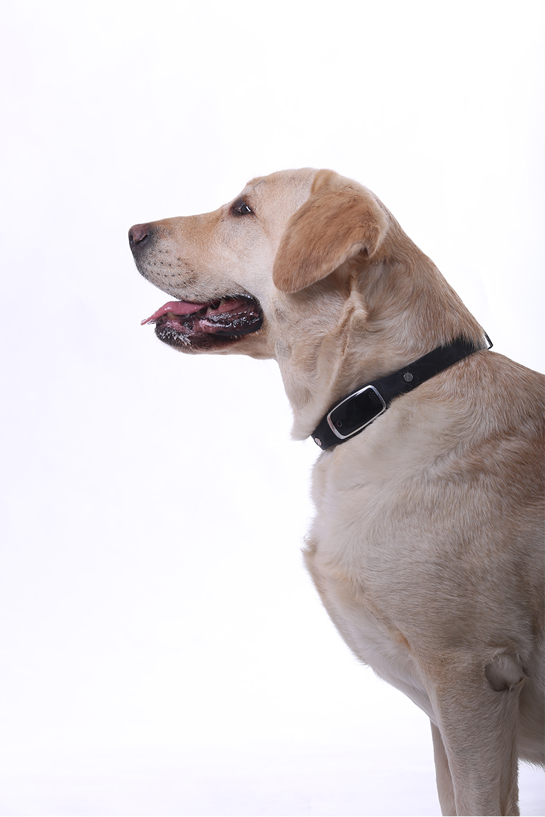 S1 Waterproof Pet Dog Collar GPS Tracker